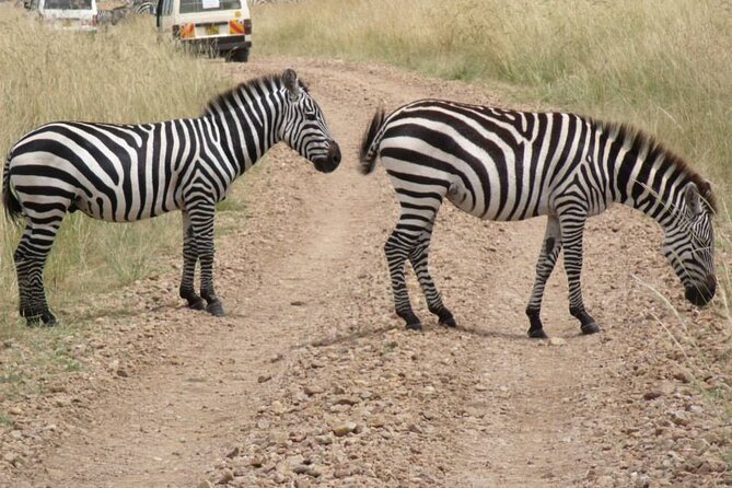Half-Day Nairobi National Park Tour from Nairobi - Key points to know before you book