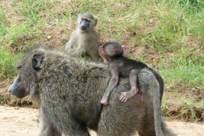 Half-Day Nairobi National Park Tour from Nairobi - Photos, road conditions, and the pop-up roof