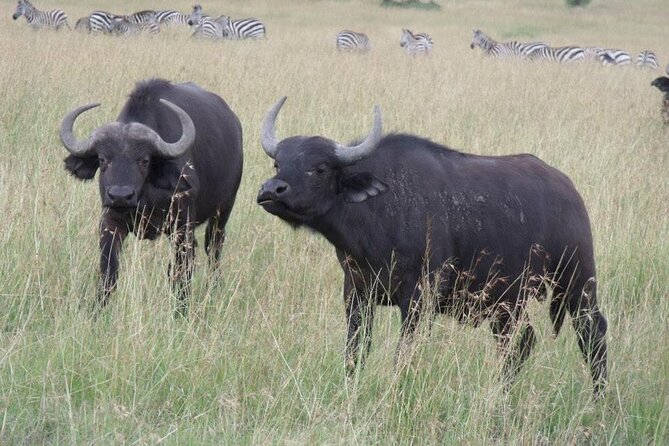 Half-Day Nairobi National Park Tour from Nairobi - How the $244 price measures up