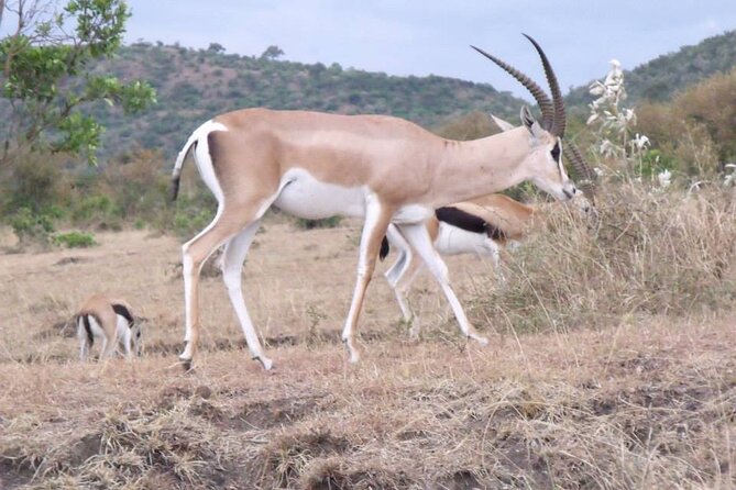 Half-Day Nairobi National Park Tour from Nairobi - The 6:00 am pickup and drive to the park