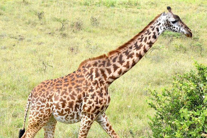 Half day Nairobi National Park Tour & Sheldrick Elephant Nursery - Nairobi National Park, a safari beside the capital