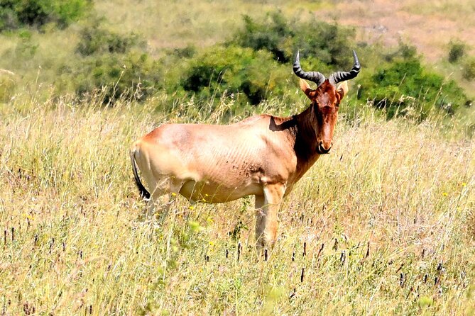 Half day Nairobi National Park Tour & Sheldrick Elephant Nursery - Booking, pickup, and cancellation details