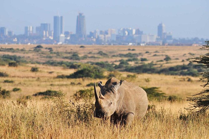 Half day Nairobi National Park Tour & Sheldrick Elephant Nursery - Three hours among lions, rhinos, and birdlife