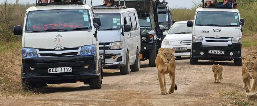 Half day Nairobi National Park with free pick up - Why Nairobi National Park makes a strong half-day safari