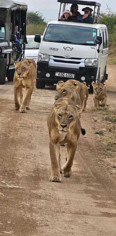 Half day Nairobi National Park with free pick up - Entering the park and starting the game drive