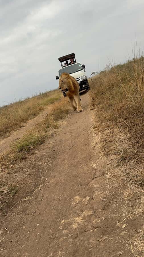 Half day Nairobi National Park with free pick up - The skyline viewpoint and the park’s unusual setting