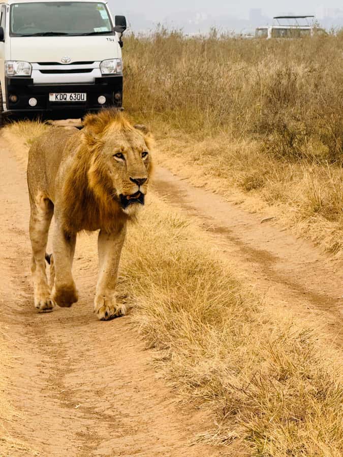 Half day Nairobi National Park with free pick up - What the guide can add to the morning