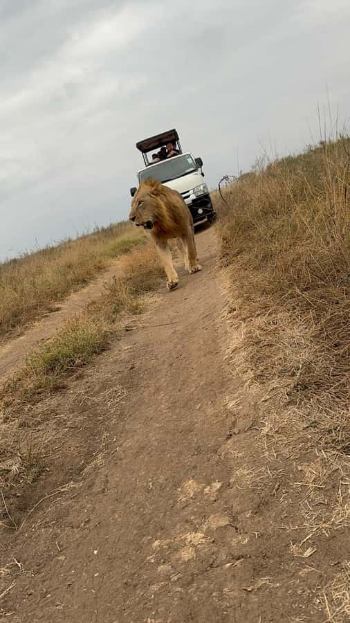 Half day Nairobi National Park with free pick up - Who should book this Nairobi safari