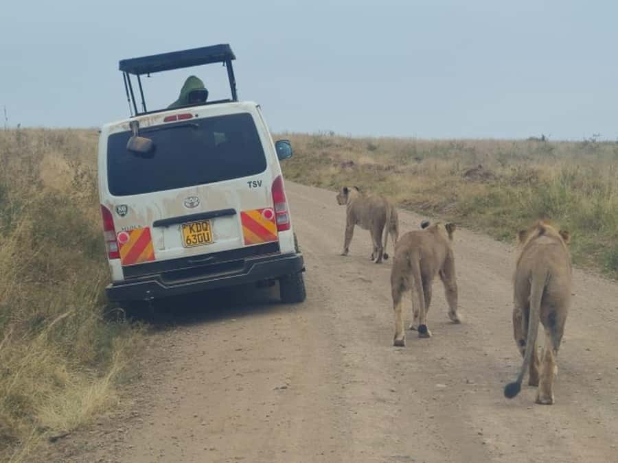 Half day Nairobi National Park with free pick up - Morning pickup from Nairobi hotels