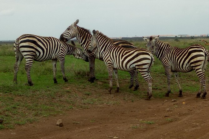 Half Day Nairobi National park - A private group without a crowded vehicle