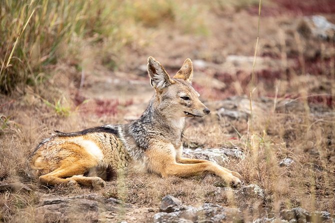 Half-Day Private Guided Safari Tour to Nairobi National Park - The park fee is the key extra cost