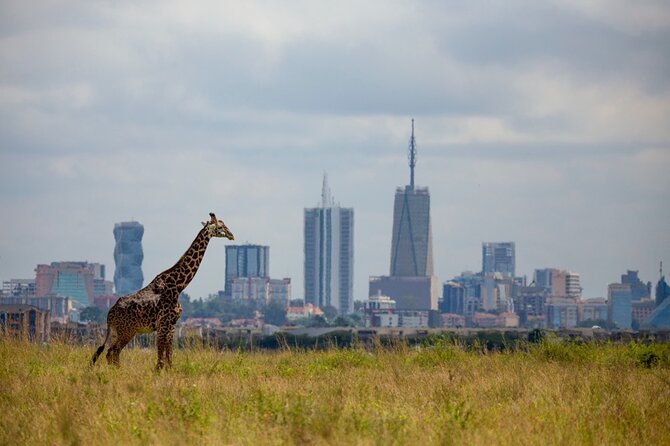 Half-Day Private Guided Safari Tour to Nairobi National Park - What the private Landcruiser adds