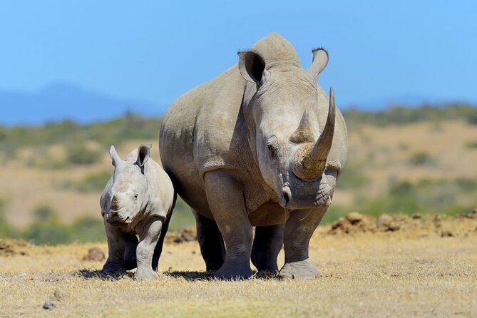 Half Day Private Tour in Nairobi National Park with Admission - Why Nairobi National Park makes a strong half-day safari