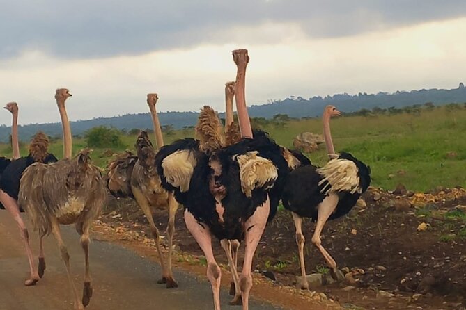 Half Day Private Tour in Nairobi National Park with Admission - Hippos, crocodiles, zebras, giraffes, and birds