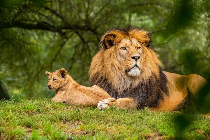 Half Day Safari at Nairobi National Park - Why this short safari works so well in Nairobi