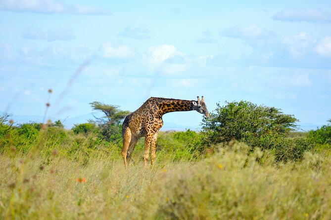 Half Day Safari at Nairobi National Park - A four-hour game drive through varied terrain