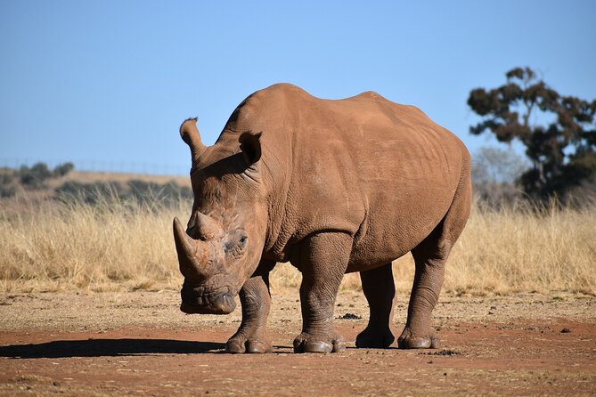 Half Day Safari at Nairobi National Park - The animals you may see