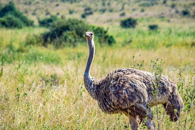 Half Day Safari at Nairobi National Park - The $40 price and what it really includes