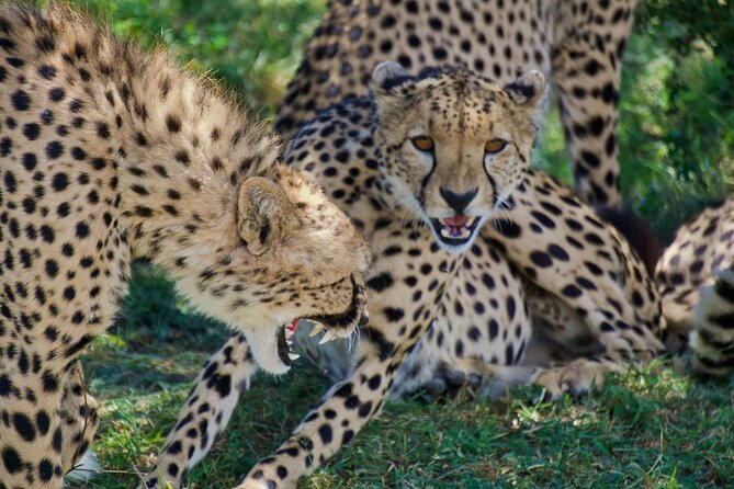 Half Day Safari at Nairobi National Park - Group size, comfort, and timing