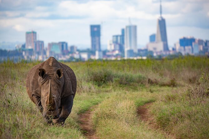 Half Day Safari at Nairobi National Park - What to bring for better sightings