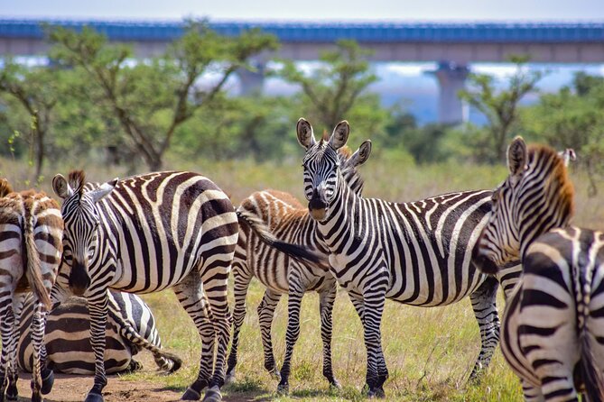 Half Day Safari at Nairobi National Park - Sunrise at the park entrance