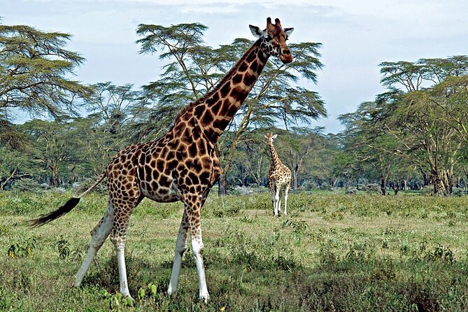 Half Day Sunrise Game - Drive of National Park Tour From Nairobi - Why a sunrise safari works so well here