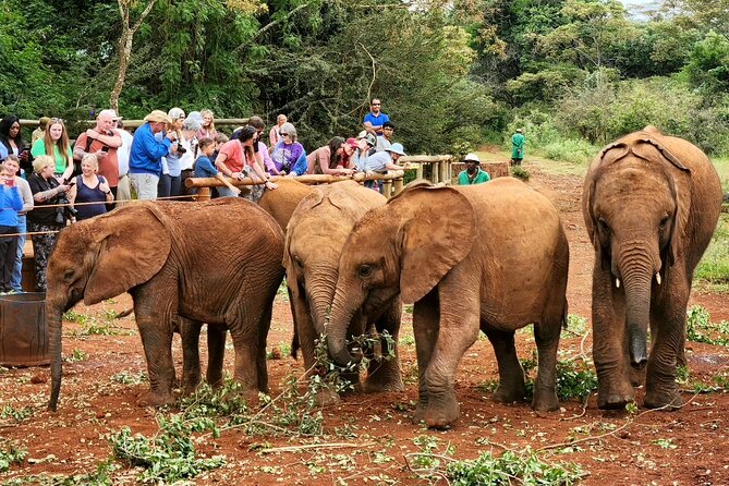 Half day tour to Elephant orphanage & Giraffe Centre Nairobi - Giraffe Centre: close contact with Rothschild giraffes