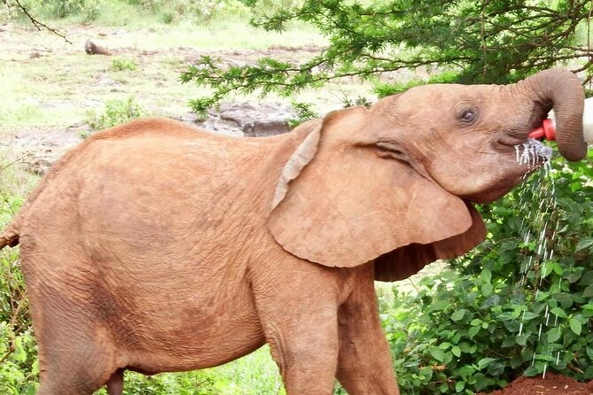 Half day tour to Elephant orphanage & Giraffe Centre Nairobi - Optional Karen Blixen Museum visit