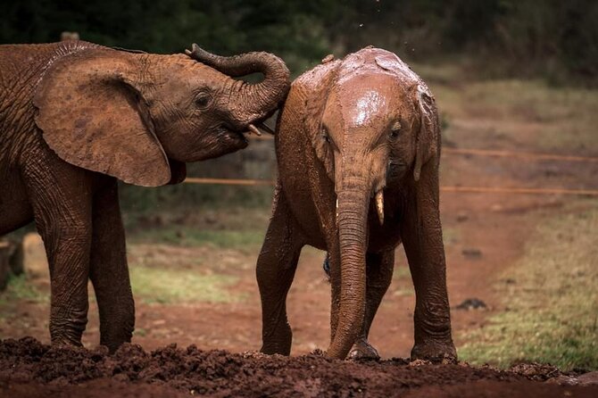 Half day tour to Elephant orphanage & Giraffe Centre Nairobi - Is $95 a fair price?