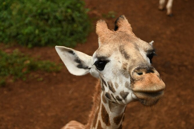Half day tour to Elephant orphanage & Giraffe Centre Nairobi - Who should book this Nairobi tour?