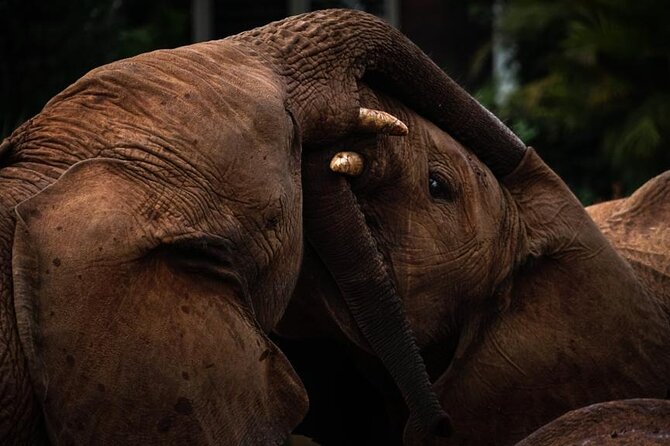 Half day tour to Elephant orphanage & Giraffe Centre Nairobi - Final call: book it with two checks