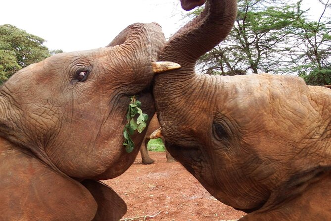 Half day tour to Elephant orphanage & Giraffe Centre Nairobi - Kobe Tough adds people and craft to the wildlife day