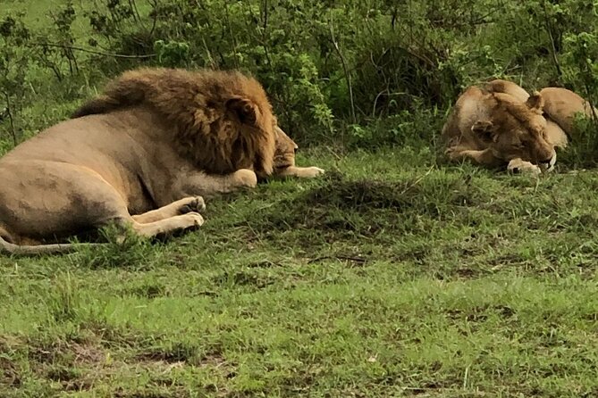 Half Day Tour To Nairobi National Park and Giraffe Center - Three hours inside Nairobi National Park