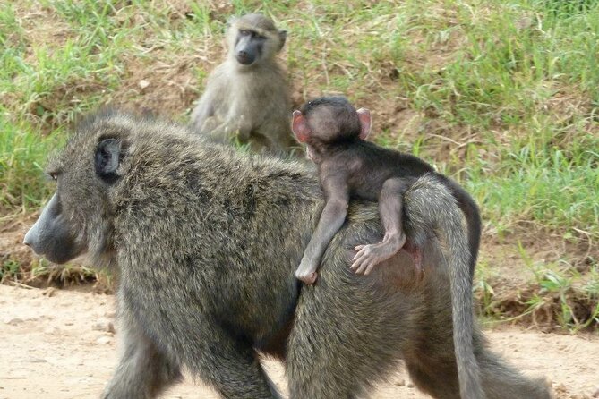 Half Day Tour To Nairobi National Park and Giraffe Center - The guide can make or break a short safari