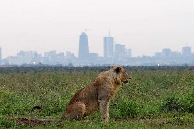 Half Day Tour To Nairobi National Park and Giraffe Center - Why the pop roof and private setup matter