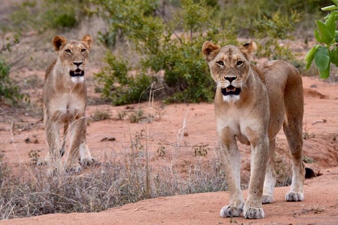 Half day wildlife tour to Nairobi National Park Game Drive with Pickup/Drop off - Key points to know before booking