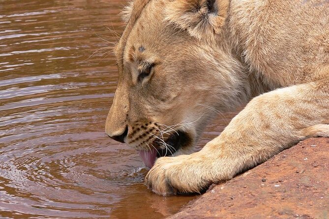 Half day wildlife tour to Nairobi National Park Game Drive with Pickup/Drop off - A Nairobi safari without a long drive
