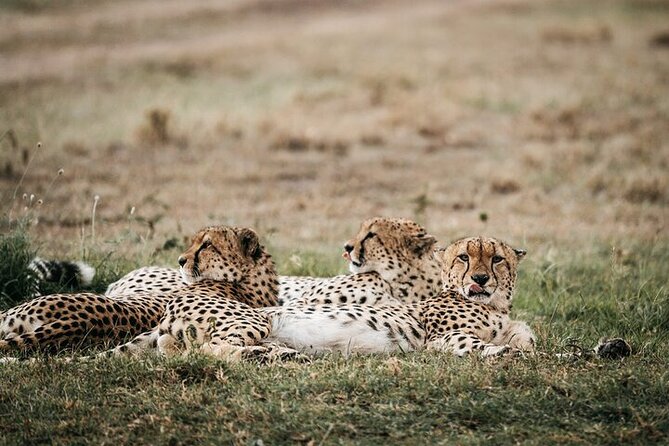Half day wildlife tour to Nairobi National Park Game Drive with Pickup/Drop off - What the four hours feel like