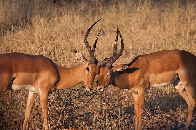 Half day wildlife tour to Nairobi National Park Game Drive with Pickup/Drop off - The guide can make a short safari better