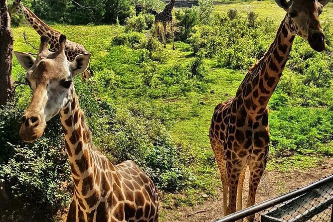 Haller Park Half-Day Tour from Mombasa - Key points to know before you go
