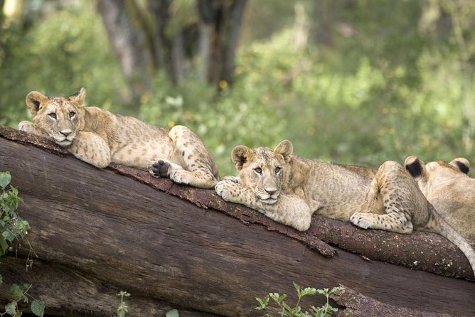 Haller Park Half-Day Tour from Mombasa - Entering a sanctuary built from old quarry ground