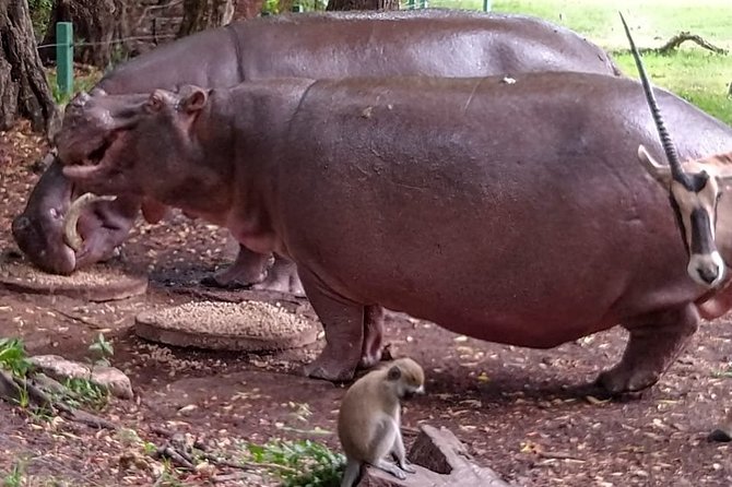 Haller Park Tour observing hippos, giraffes, birds, monkeys, crocs & others - What Haller Park offers in four hours