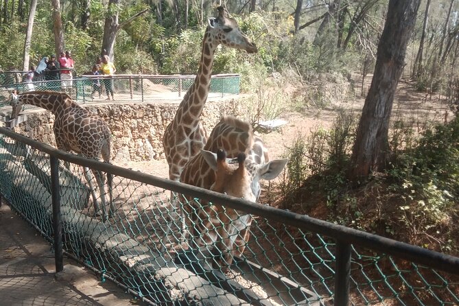 Haller Park Tour observing hippos, giraffes, birds, monkeys, crocs & others - Monkeys, buffalo, zebras, and birds fill out the walk