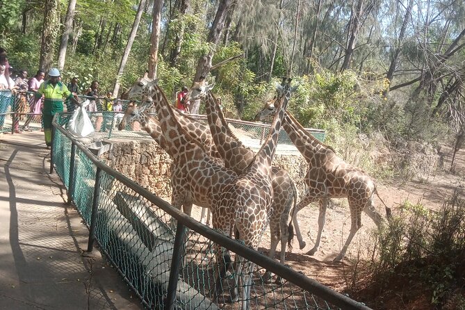 Haller Park Tour observing hippos, giraffes, birds, monkeys, crocs & others - Is $45 a fair price?