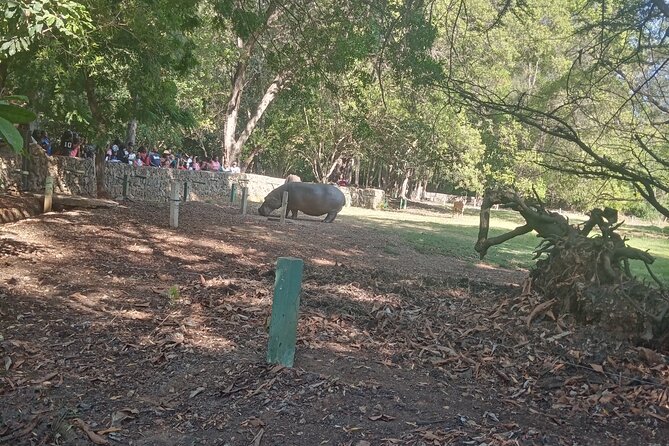 Haller Park Tour observing hippos, giraffes, birds, monkeys, crocs & others - The park’s limits are worth knowing