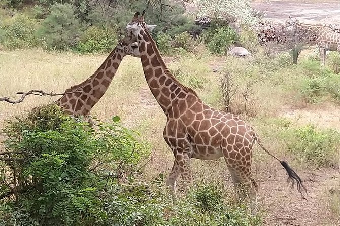 Haller Park Tour observing hippos, giraffes, birds, monkeys, crocs & others - Giraffe feeding is the main hands-on moment