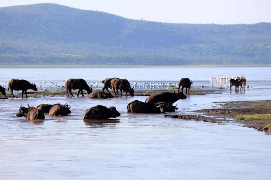 Hell's Gate and Lake Naivasha Guided Day Trip - Cycling or walking through Hell’s Gate