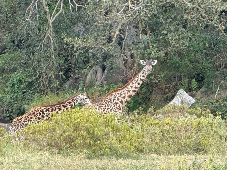 Hell's Gate Bike Ride & Crescent Island Boat Ride Experience - Lake Naivasha adds a slower second act