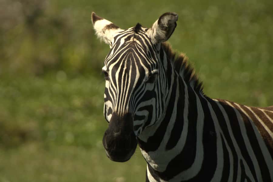 Hell's Gate & Lake Naivasha: Bike Tour, Hike & Boat Ride - Cycling near zebras and gazelles