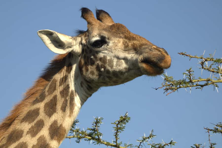 Hell's Gate & Lake Naivasha: Bike Tour, Hike & Boat Ride - The optional night at Fisherman’s Campsite